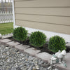 50% OFF | EverLush™ | Artificial Cedar Topiary Trees, set of 2