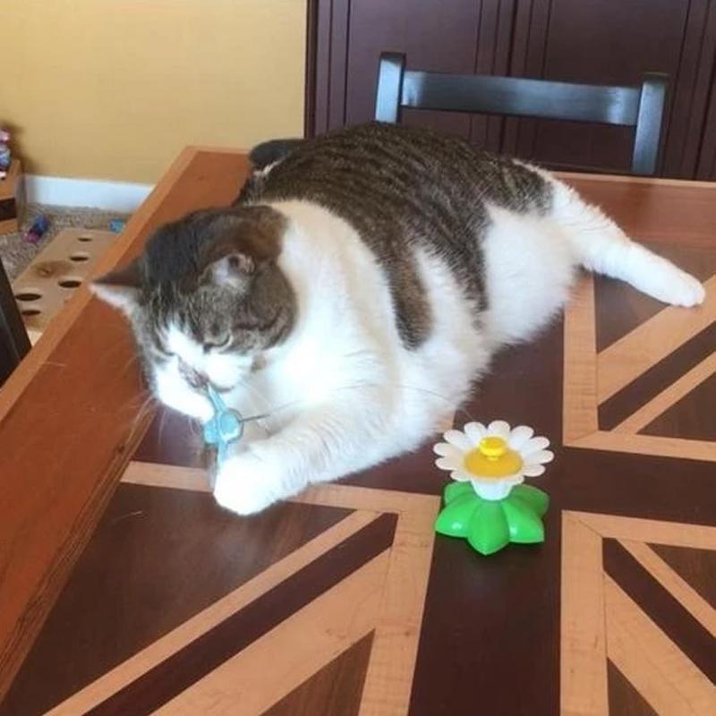 HappyCats™ - Interactive cat toy