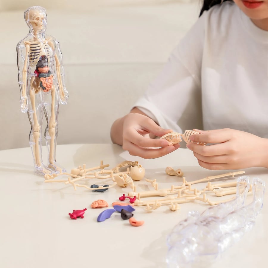 AnatoVision™ - Realistic 3D human anatomy mode