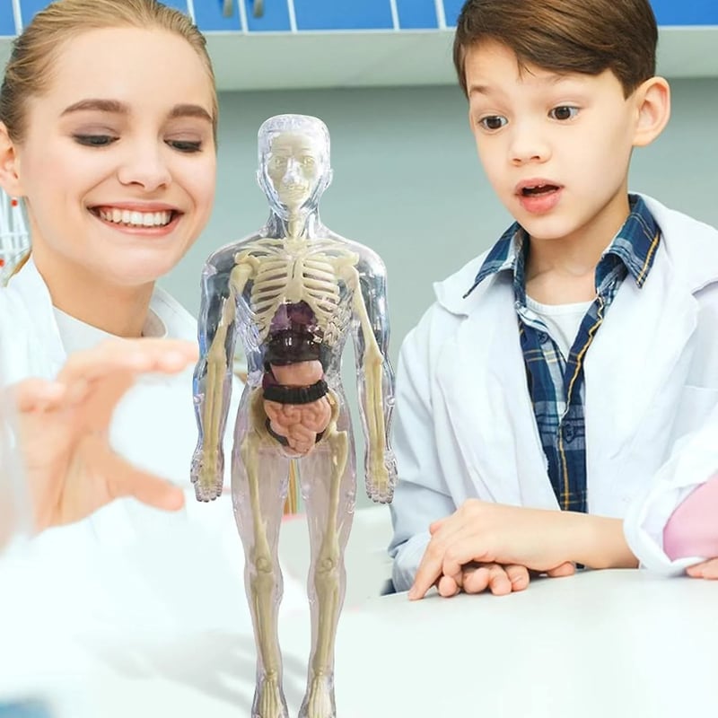 AnatoVision™ - Realistic 3D human anatomy mode