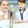 AnatoVision™ - Realistic 3D human anatomy mode