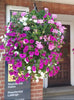 BloomLuxe™ – Artificial bindweed