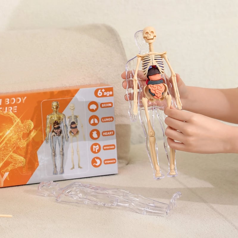 AnatoVision™ - Realistic 3D human anatomy mode