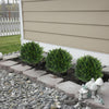50% OFF | EverLush™ | Artificial Cedar Topiary Trees, set of 2