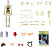 AnatoVision™ - Realistic 3D human anatomy mode