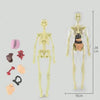 AnatoVision™ - Realistic 3D human anatomy mode