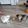 HappyCats™ - Interactive cat toy