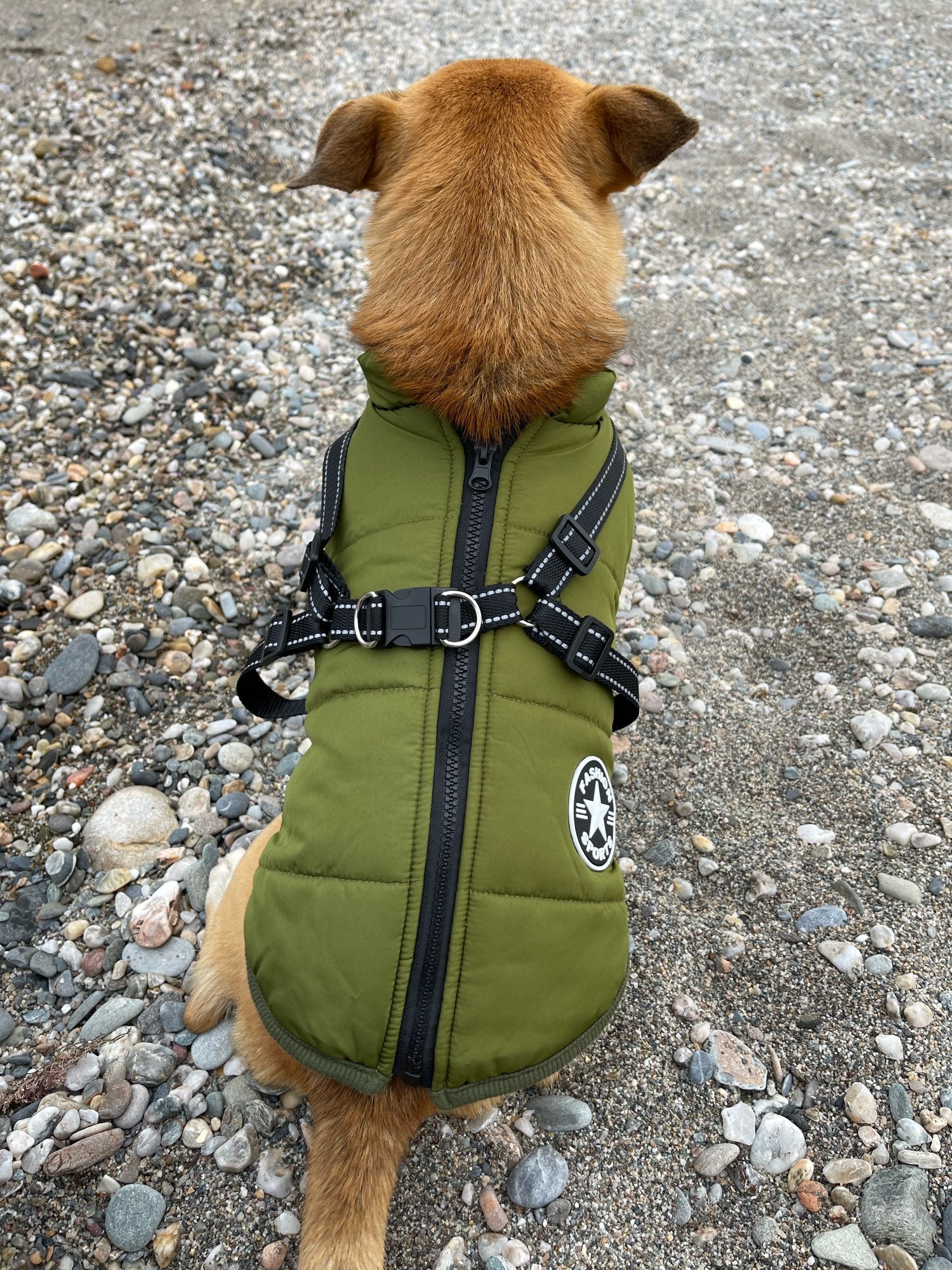 PawShield™ – The 3-in-1 Dog Jacket