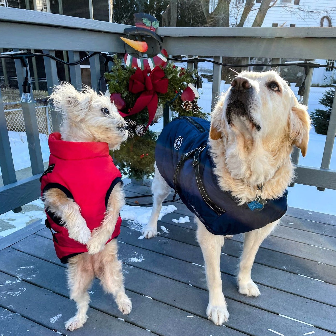 PawShield™ – The 3-in-1 Dog Jacket
