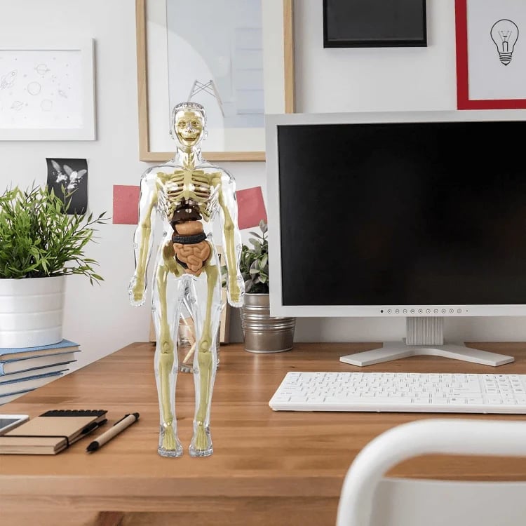 AnatoVision™ - Realistic 3D human anatomy mode