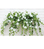 BloomLuxe™ – Artificial bindweed