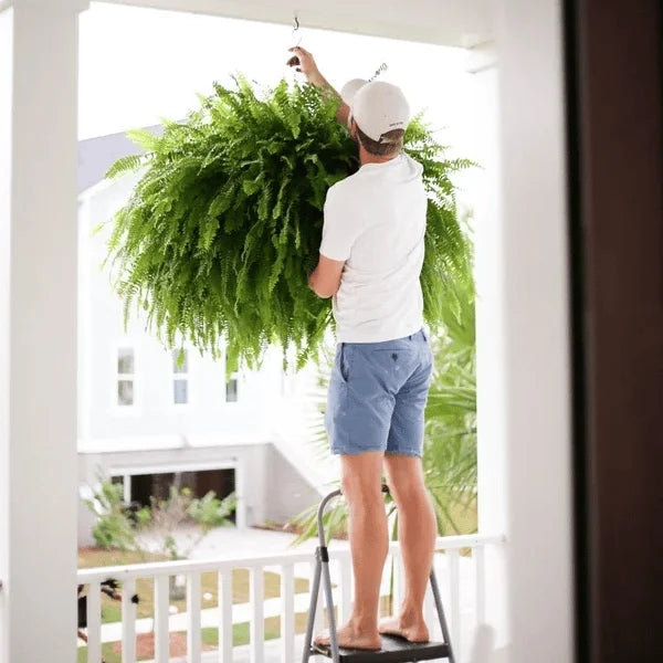 EverFern™ - Artificial Fern Plant