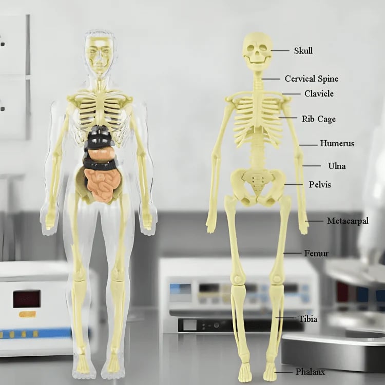 AnatoVision™ - Realistic 3D human anatomy mode