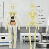 AnatoVision™ - Realistic 3D human anatomy mode