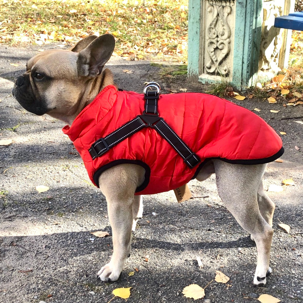 PawShield™ – The 3-in-1 Dog Jacket
