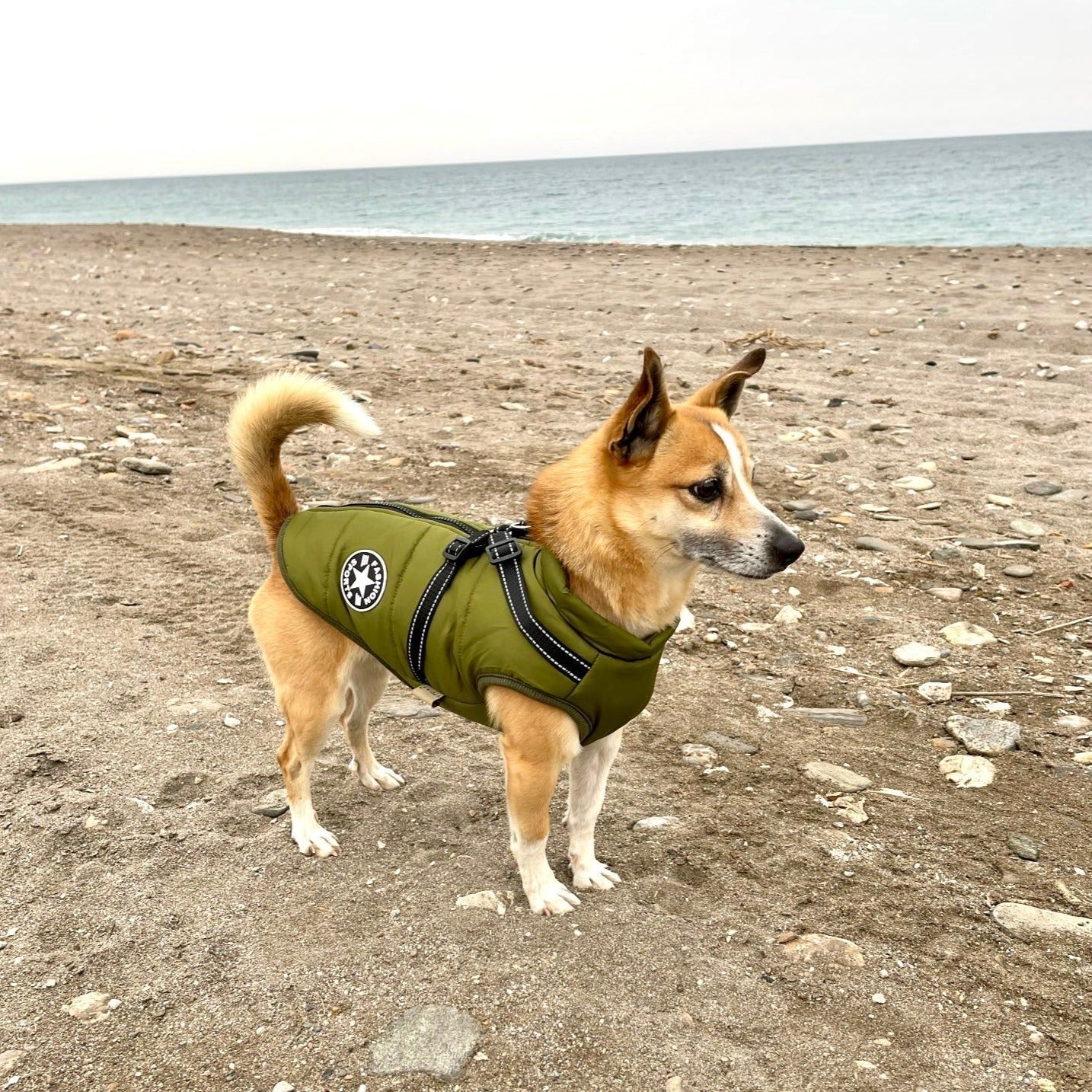 PawShield™ – The 3-in-1 Dog Jacket